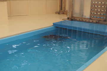 Obraz na płótnie Canvas Seal swimming in aquarium pool