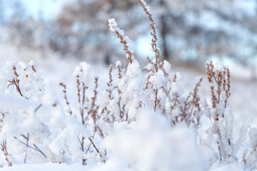 Winter background, morning frost on the grass with copy space