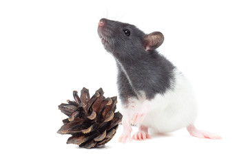 Rat on white background