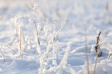 Obraz premium Winter background, morning frost on the grass with copy space