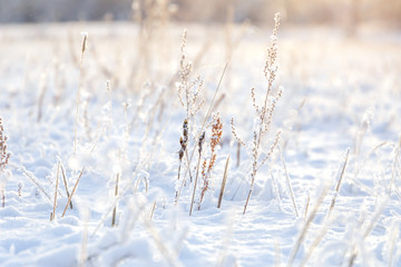 Obraz premium Winter background, morning frost on the grass with copy space