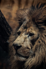 picture of an old lion in a zoo