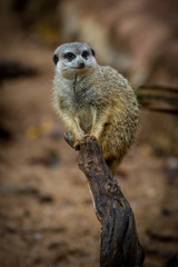 Suricata in zoological garden