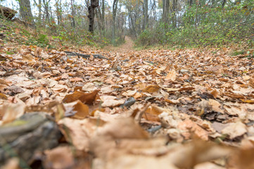 Serene and quiet autmnal landscape in the woods of Upstate New York