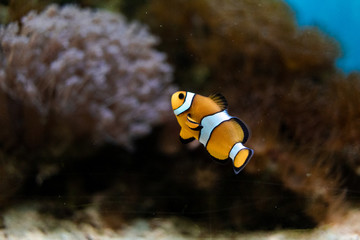 Fototapeta na wymiar clown fish swimming in a zoo aquarium