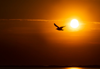 Möwe Sonne Sonnenuntergang Silhouette Wangerooge Nordsee Deutschland Nationalpark Wattenmeer Symbol Freiheit Zuversicht Glaube Hoffnung Stille Schöpfung Einsamkeit Ziel Orientierung