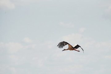Obraz premium One stork flying high up in the sky. Wings raised. Animal wildlife