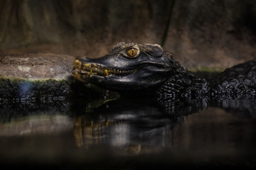 Alligator waiting in a swamp for its spoil 