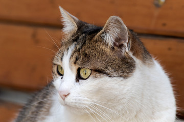 street cat looking to the side