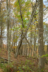 Serene and quiet autmnal landscape in the woods of Upstate New York