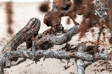 View beyond dead dry tree branch on sand dune with pine tree Dried branches on the beach
