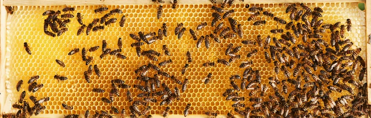 Crédence de cuisine en verre imprimé Abeille photo horizontale. Vue détaillée du nid d& 39 abeilles plein d& 39 abeilles. Conception de l& 39 apiculture