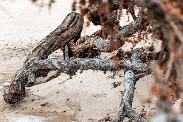View beyond dead dry tree branch on sand dune with pine tree Dried branches on the beach