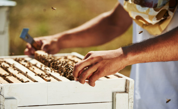 Beekeeper works with honeycomb full of bees outdoors at sunny day