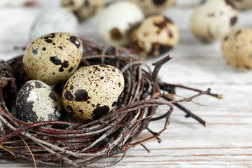 Obraz premium Quail eggs in a nest on a white wooden background background.