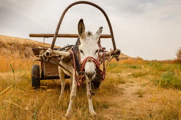 Fotobehang witte ezel met een kar in het veld, ezel met een kar kijkt naar de camera © Mieszko9