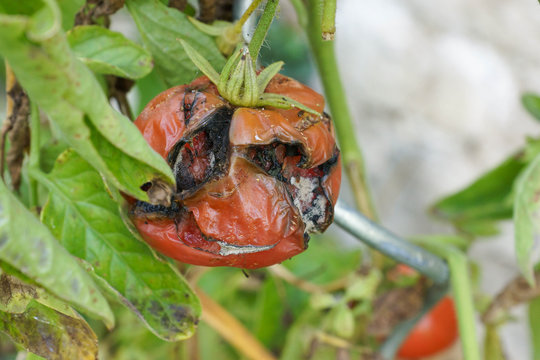 tomate pourrie