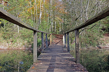Obraz premium Holzsteg im Wald, Belpau, Schweiz