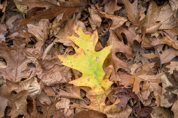 Single colorful leaf lying on a bed of brown, dry leaves