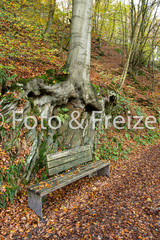 Bank im Wald bei Müngsten unter einer großen Baumwurzel