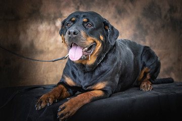 Fototapeta premium dog