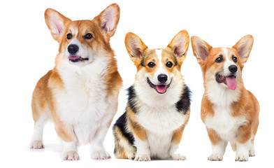 set of welsh corgi dogs looking at full length on a white background