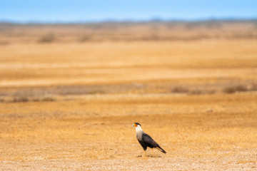 Desierto de la Guajira