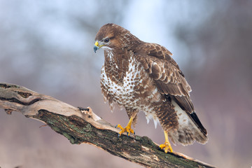  Common Buzzard (Buteo buteo)