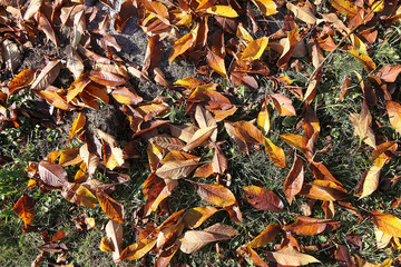 Bright autumn leaves in forest