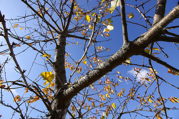 Bright yellow leaves on tree branches on blue sky background in autumn forest