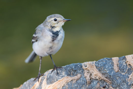 White wagtail perched on a stone