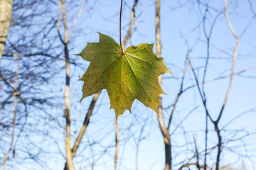 Bright maple leaves on tree branches on blue sky background in forest