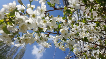 The Apple tree blooms. Apple blossoms close-up. flowering tree. Beautiful white Apple blossoms and green leaves. flowering Apple tree in Sunny weather.
