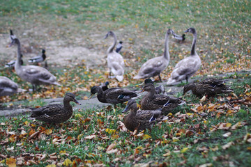 Wild ducks on river coast in autumn day