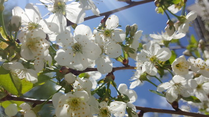 The Apple tree blooms. Apple blossoms close-up. flowering tree. Beautiful white Apple blossoms and green leaves. flowering Apple tree in Sunny weather.