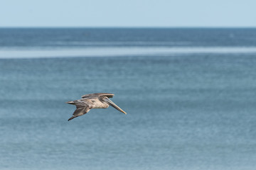 Spot-billed Pelican water bird flying over water in Panama City. Gray Pelican hunting fish over the Gulf of Panama. Seen at the Cinta Costera (Spanish coastal belt) waterfront area. Selective focus.