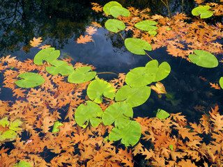 verwelkte Bläätter im Wasser