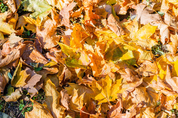 Colorful backround image of fallen autumn leaves perfect for seasonal use