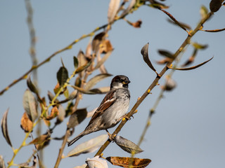 A song sparrow perched in brush in southern Oregon