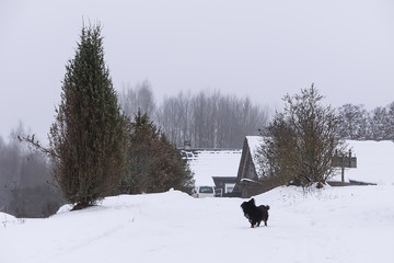 Small black dog running along the road in the village in winter day