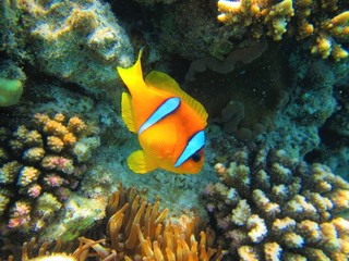 Fototapeta na wymiar sea ​​yellow fish in the sea