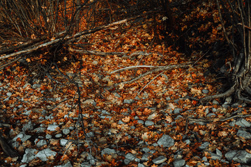Orange autumn leaves background