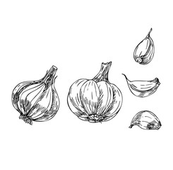 Garlic set in line art style.