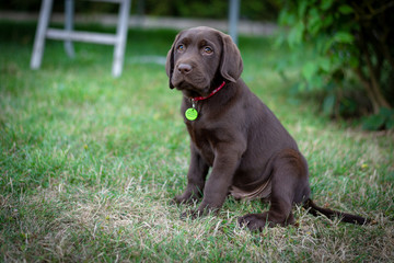 labrador