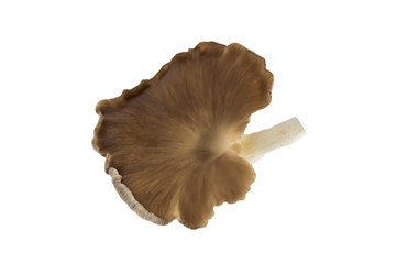 sea shell isolated on white background