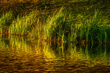 Autumn reflection in a river