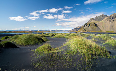 beach grass on black sand dunes near Vestrahorn mountain with vatnajokull glacier in background, southern Iceland, landscape photography