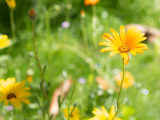 orange wild flower with long and thin petals in a field