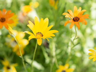 Obraz premium macro shot of yellow and orange wild flowers with long and thin petals