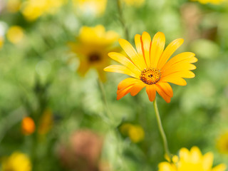 macro shot of an orange wild flower with long and thin petals